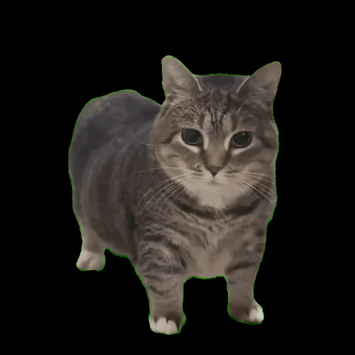 oia cat
