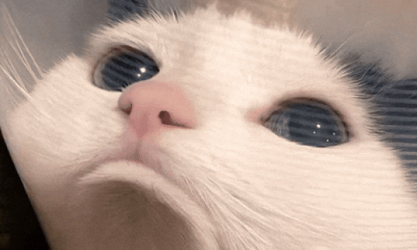 sAD CAT