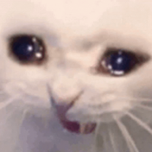 Over stimulated cat